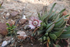 Acrodon bellidiflorus