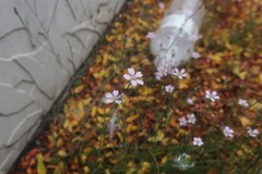 Petrorhagia saxifraga