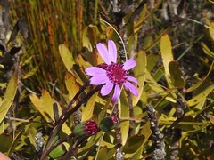Senecio hastifolius