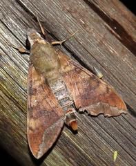 Nephele comma