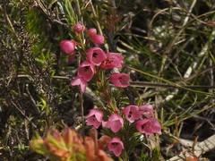 Erica elimensis