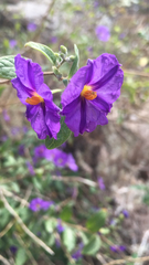 Lycianthes rantonnetii