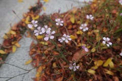 Petrorhagia saxifraga