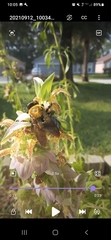 Xylocopa virginica image
