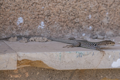 Podarcis siculus siculus