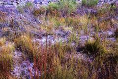 Erica daphniflora daphniflora
