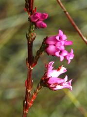 Erica daphniflora daphniflora