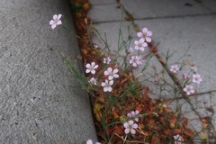 Petrorhagia saxifraga
