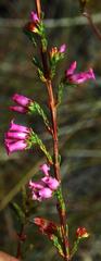 Erica daphniflora daphniflora