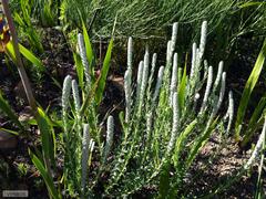 Phylica spicata spicata