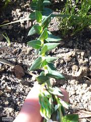 Phylica spicata spicata