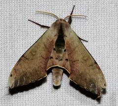 Pseudoclanis postica