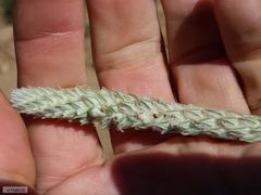 Phylica spicata spicata