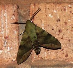 Nephele comma