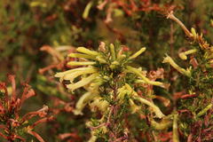 Erica curviflora curviflora