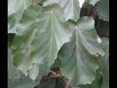 Pterospermum acerifolium