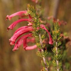 Erica curviflora curviflora
