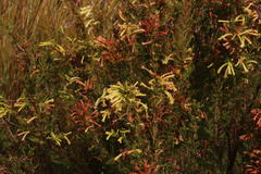Erica curviflora curviflora
