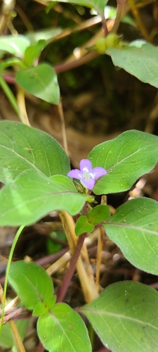 Image of Coccocypselum herbaceum by (c) ritirene, some rights reserved (CC BY)