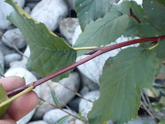 Populus suaveolens