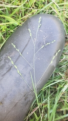 Kellochloa brachyantha