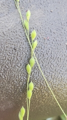 Kellochloa brachyantha