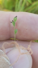 Kellochloa brachyantha