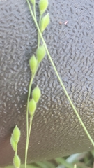 Kellochloa brachyantha