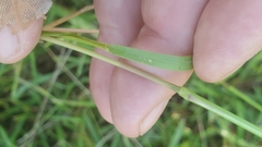 Kellochloa brachyantha