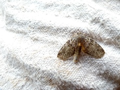 Farigia