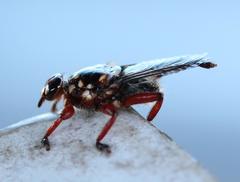 Hippobosca rufipes