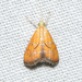 Xanthophysa psychialis - Photo (c) Royal Tyler,  זכויות יוצרים חלקיות (CC BY-NC-SA), הועלה על ידי Royal Tyler