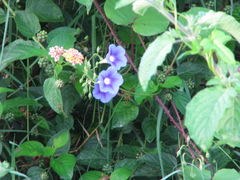 Ipomoea muricata