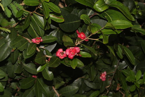 Sand Ochna (Ochna barbosae)