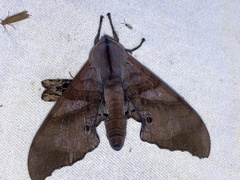 Marumba nympha