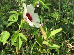 Hibiscus cannabinus