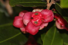 Ochna barbosae