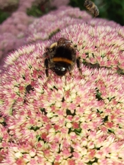 Bombus terrestris