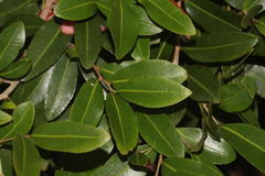 Ochna barbosae