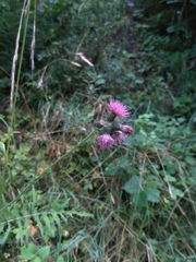 Cirsium rivulare