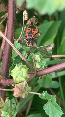 Pyrrhocoris apterus