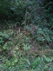 Cirsium rivulare