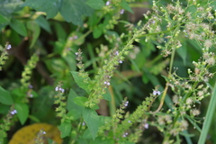 Mosla dianthera