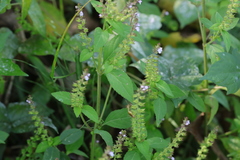 Mosla dianthera