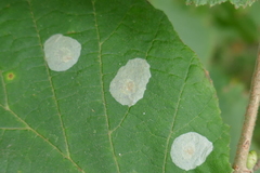 Phyllonorycter coryli