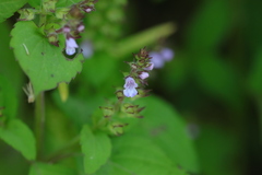 Mosla dianthera