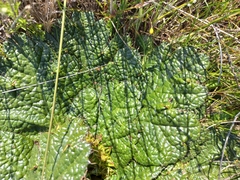 Arctopus echinatus