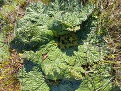 Arctopus echinatus