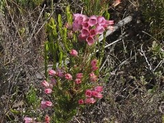 Erica elimensis