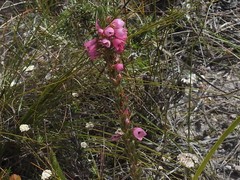 Erica elimensis